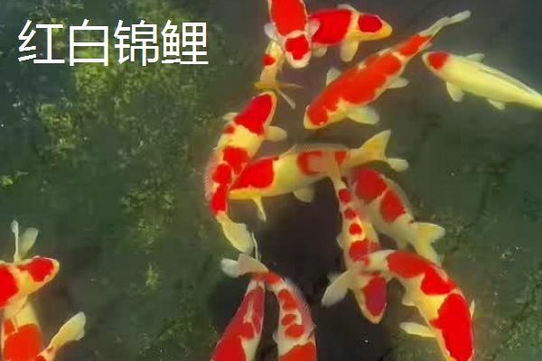 锦鲤的品种有哪些，主要分为黄金锦鲤、红白锦鲤、写鲤等13个种类