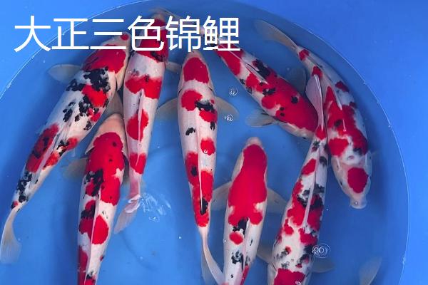 锦鲤的品种有哪些，主要分为黄金锦鲤、红白锦鲤、写鲤等13个种类