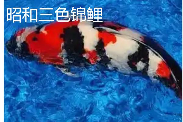 锦鲤的品种有哪些，主要分为黄金锦鲤、红白锦鲤、写鲤等13个种类