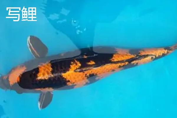 锦鲤的品种有哪些，主要分为黄金锦鲤、红白锦鲤、写鲤等13个种类