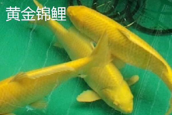 锦鲤的品种有哪些，主要分为黄金锦鲤、红白锦鲤、写鲤等13个种类