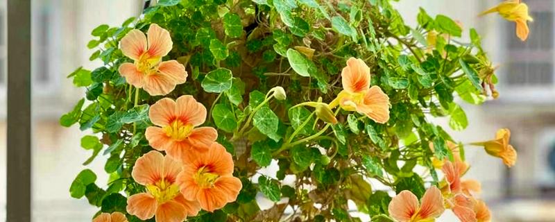 旱金莲的叶子为什么会卷曲发黄,可能是发生环斑病、缺光、土壤板结等因素引起