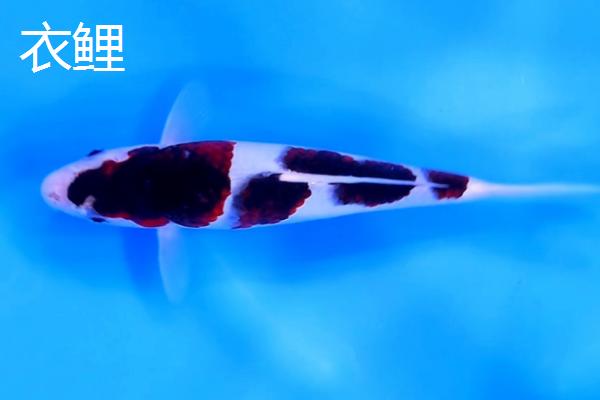 锦鲤的品种有哪些，主要分为黄金锦鲤、红白锦鲤、写鲤等13个种类