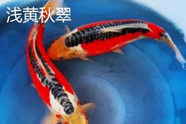 锦鲤的品种有哪些，主要分为黄金锦鲤、红白锦鲤、写鲤等13个种类