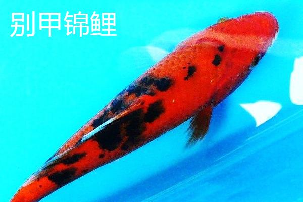 锦鲤的品种有哪些，主要分为黄金锦鲤、红白锦鲤、写鲤等13个种类