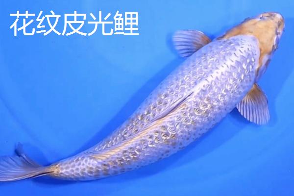 锦鲤的品种有哪些，主要分为黄金锦鲤、红白锦鲤、写鲤等13个种类