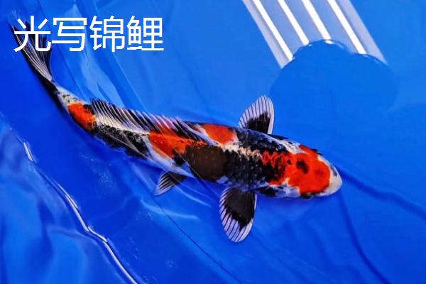 锦鲤的品种有哪些，主要分为黄金锦鲤、红白锦鲤、写鲤等13个种类