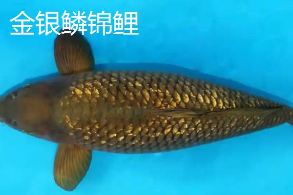锦鲤的品种有哪些，主要分为黄金锦鲤、红白锦鲤、写鲤等13个种类
