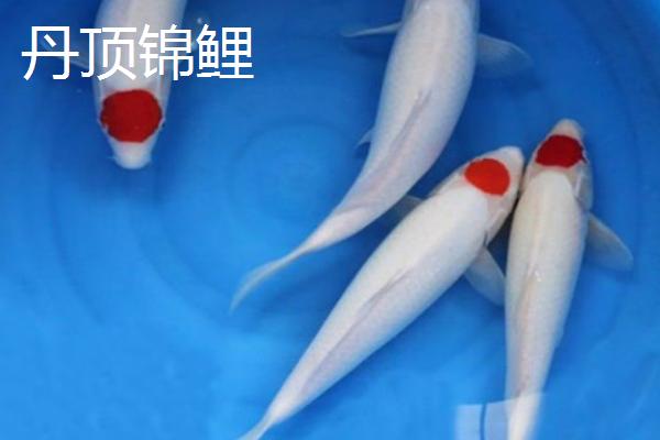 锦鲤的品种有哪些，主要分为黄金锦鲤、红白锦鲤、写鲤等13个种类