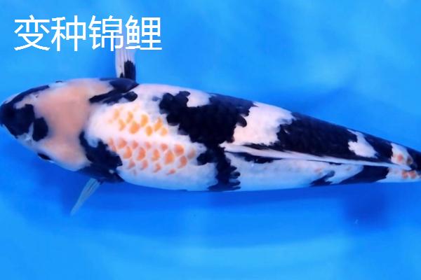 锦鲤的品种有哪些，主要分为黄金锦鲤、红白锦鲤、写鲤等13个种类