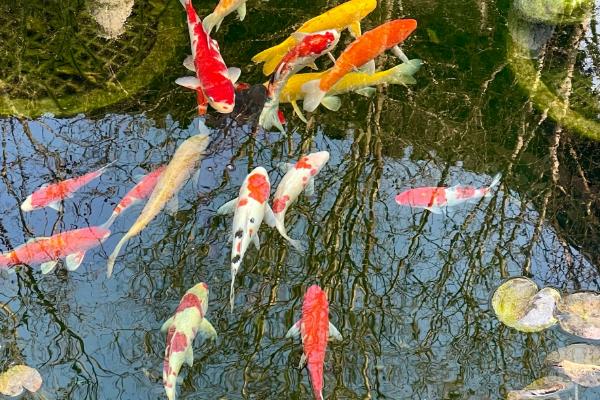 锦鲤的品种有哪些，主要分为黄金锦鲤、红白锦鲤、写鲤等13个种类