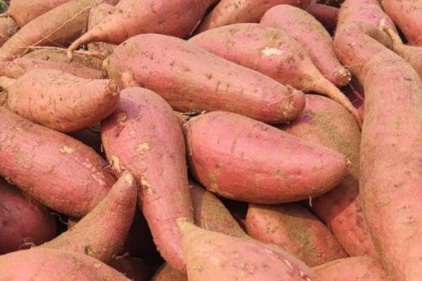 如何防止红薯烂窖，尽可能防止隔夜贮藏
