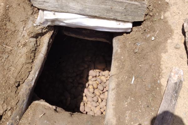 如何防止红薯烂窖，尽可能防止隔夜贮藏