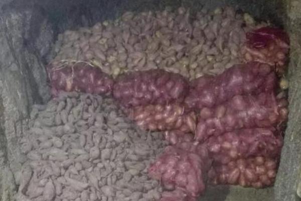 如何防止红薯烂窖，尽可能防止隔夜贮藏