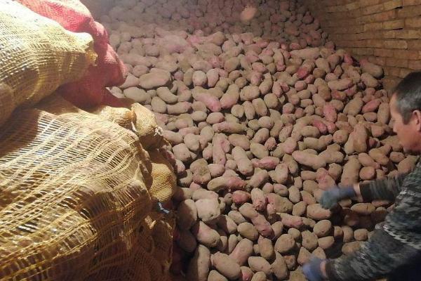 如何防止红薯烂窖，尽可能防止隔夜贮藏