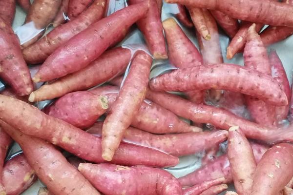 如何防止红薯烂窖，尽可能防止隔夜贮藏