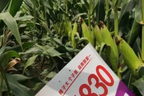 珲玉830玉米种介绍，夏玉米组出苗至成熟101.0天