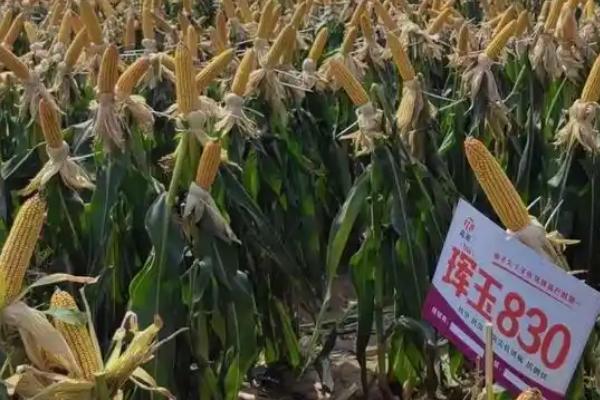 珲玉830玉米种介绍，夏玉米组出苗至成熟101.0天