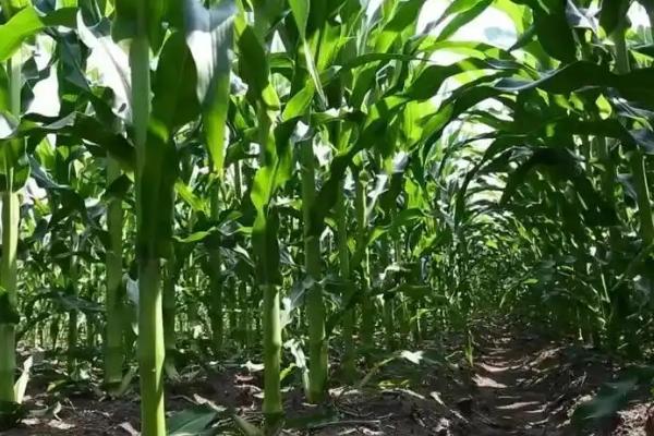 珲玉830玉米种介绍，夏玉米组出苗至成熟101.0天