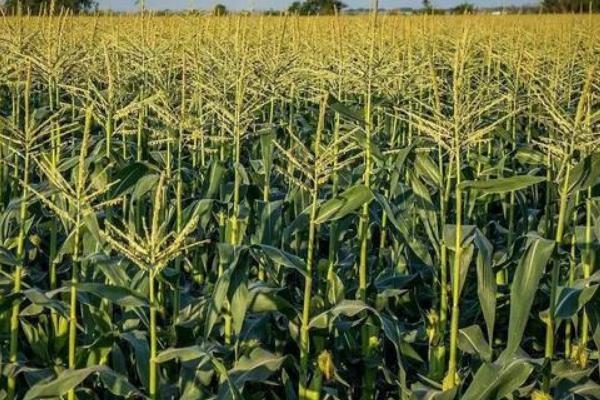 珲玉830玉米种介绍，夏玉米组出苗至成熟101.0天