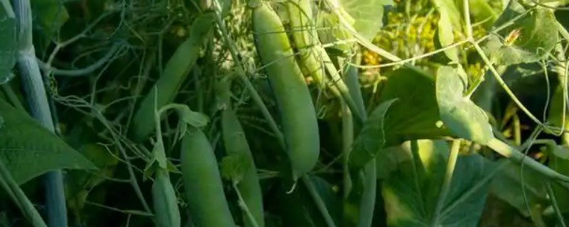 豌豆在12月份还可以播种吗，还可以播种