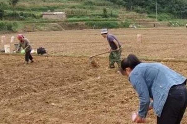豌豆在12月份还可以播种吗，还可以播种