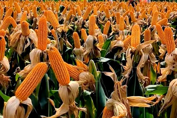 珲玉830玉米种介绍，夏玉米组出苗至成熟101.0天