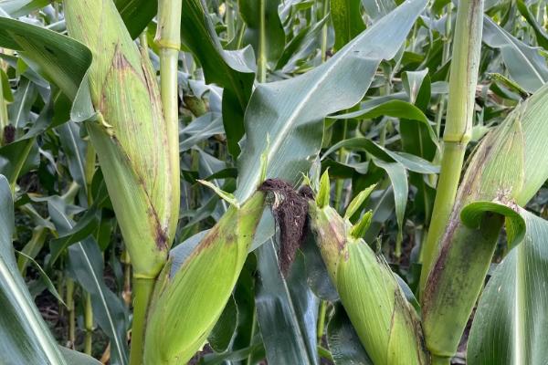 珲玉830玉米种介绍，夏玉米组出苗至成熟101.0天