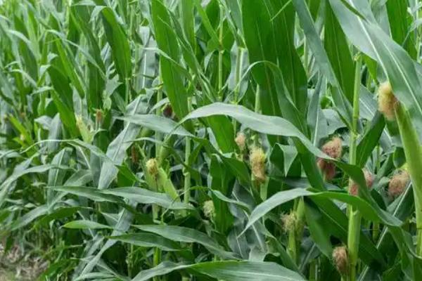 珲玉830玉米种介绍，夏玉米组出苗至成熟101.0天