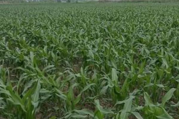 珲玉830玉米种介绍，夏玉米组出苗至成熟101.0天