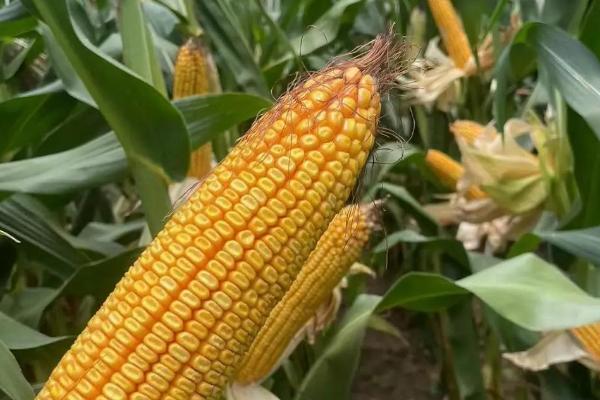 珲玉830玉米种介绍，夏玉米组出苗至成熟101.0天