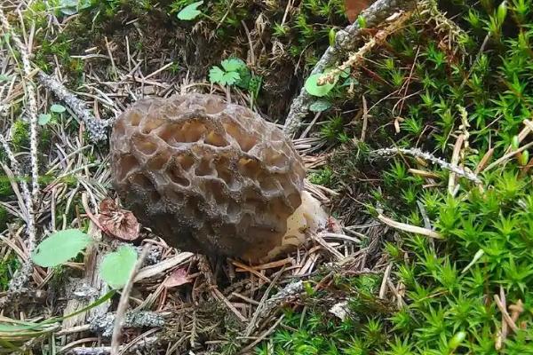 野生羊肚菌生长在哪些地方，长在阔叶林、针阔混交林处