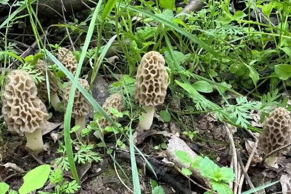 野生羊肚菌生长在哪些地方，长在阔叶林、针阔混交林处