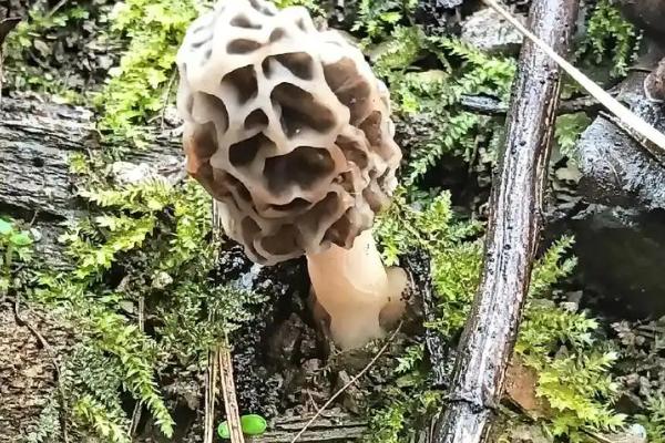 野生羊肚菌生长在哪些地方，长在阔叶林、针阔混交林处
