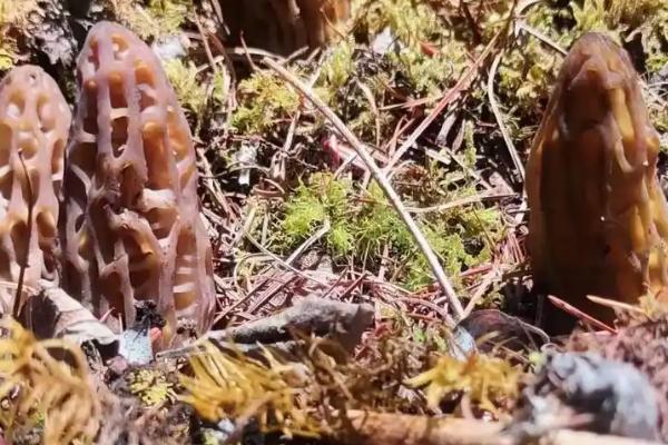 野生羊肚菌生长在哪些地方，长在阔叶林、针阔混交林处