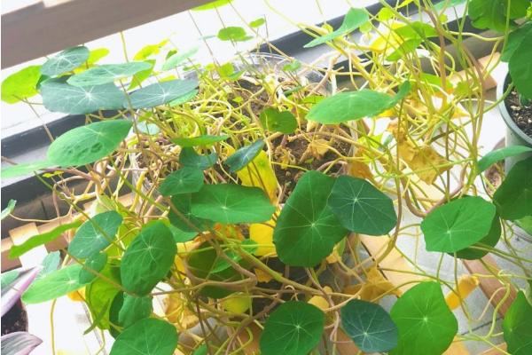 旱金莲的叶子为什么会卷曲发黄，可能是发生环斑病、缺光、土壤板结等因素引起