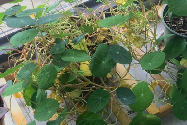 旱金莲的叶子为什么会卷曲发黄，可能是发生环斑病、缺光、土壤板结等因素引起