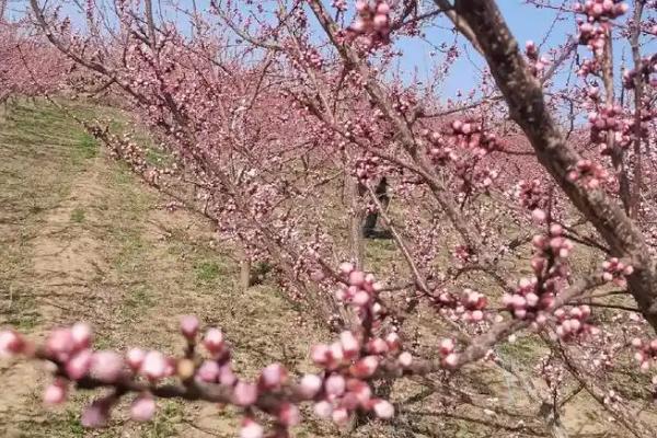 杏花的开放时间，一般为每年3-4月份