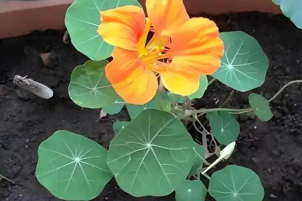 旱金莲的叶子为什么会卷曲发黄，可能是发生环斑病、缺光、土壤板结等因素引起