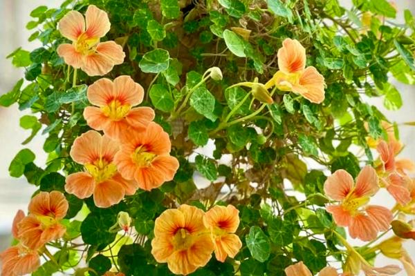 旱金莲的叶子为什么会卷曲发黄，可能是发生环斑病、缺光、土壤板结等因素引起