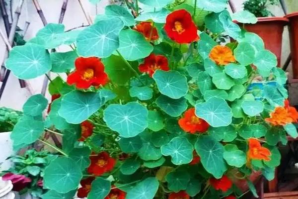 旱金莲的叶子为什么会卷曲发黄，可能是发生环斑病、缺光、土壤板结等因素引起