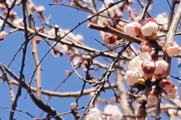 杏花的开放时间，一般为每年3-4月份