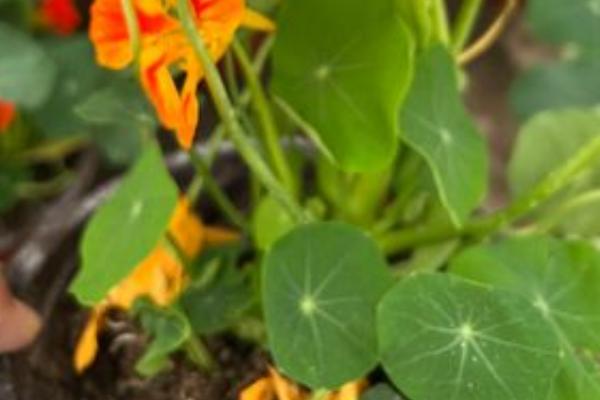 旱金莲的叶子为什么会卷曲发黄，可能是发生环斑病、缺光、土壤板结等因素引起