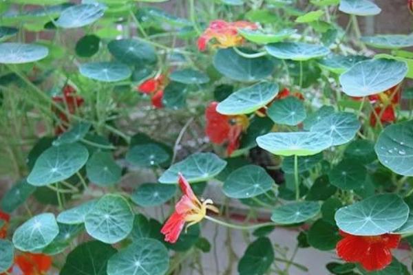 旱金莲的叶子为什么会卷曲发黄，可能是发生环斑病、缺光、土壤板结等因素引起