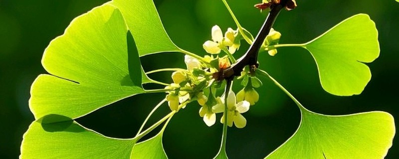 银杏的花朵外观，在叶腋间呈簇状分布