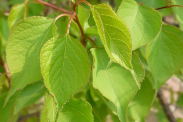 杏花的开放时间，一般为每年3-4月份