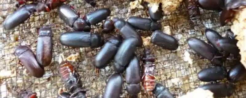 黄粉虫成虫产卵的管理方法，首先要准备网纱箱和养殖箱