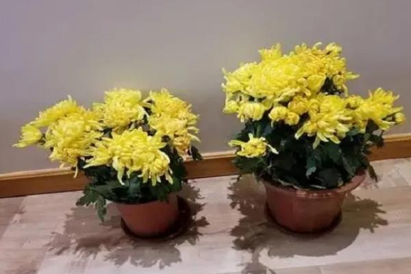 家里养菊花的风水，寓意富贵发财、多福多寿