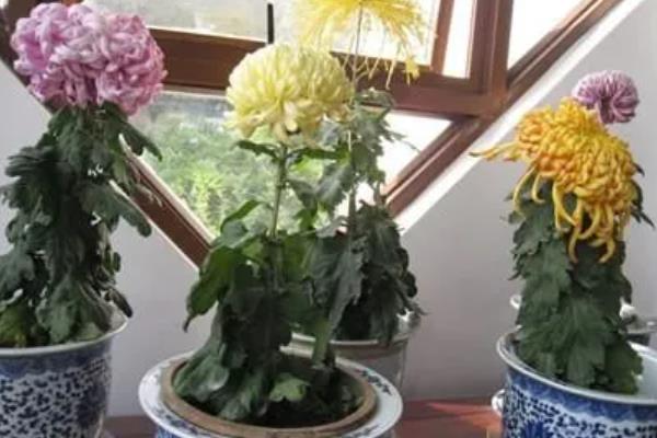 家里养菊花的风水，寓意富贵发财、多福多寿