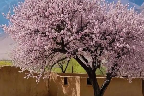 杏花的开放时间，一般为每年3-4月份